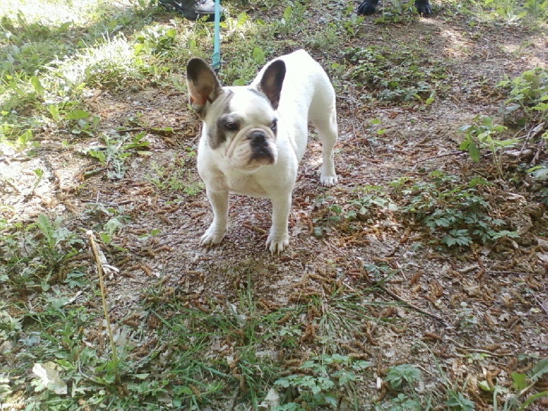 Frenchie Du domaine de maryanne